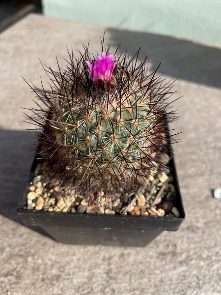 Gymnocactus viereckii lau